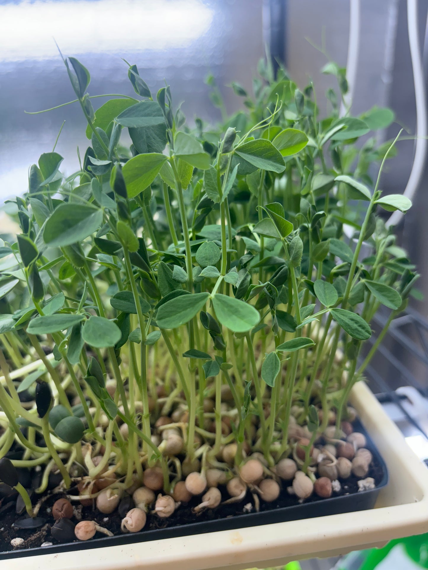 Fresh Speckled Pea Shoots