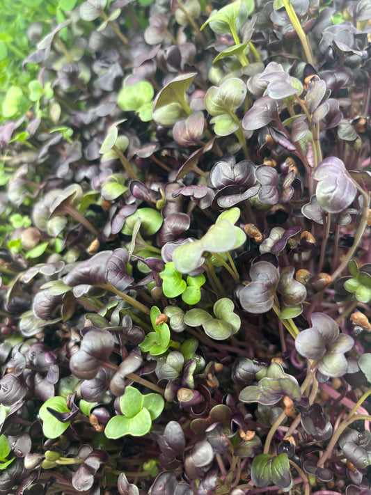 Organic Rambo Purple Sprouting Radish